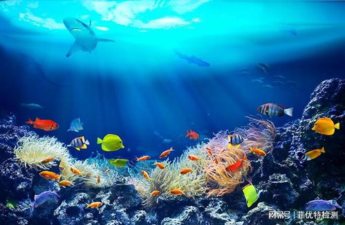 探索海洋的藍(lán)色寶藏 海洋生物功效成分檢測與合成技術(shù)研發(fā)