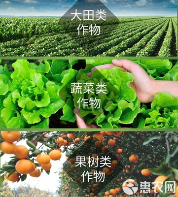 海藻肥“安豐樂-海藻素” 強力促生根壯苗、防病害與合成技術研發